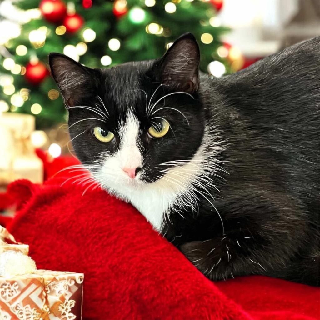 Enlarge Carrie, a Adoptable mixed breed in Richland Hills, TX image 2/2