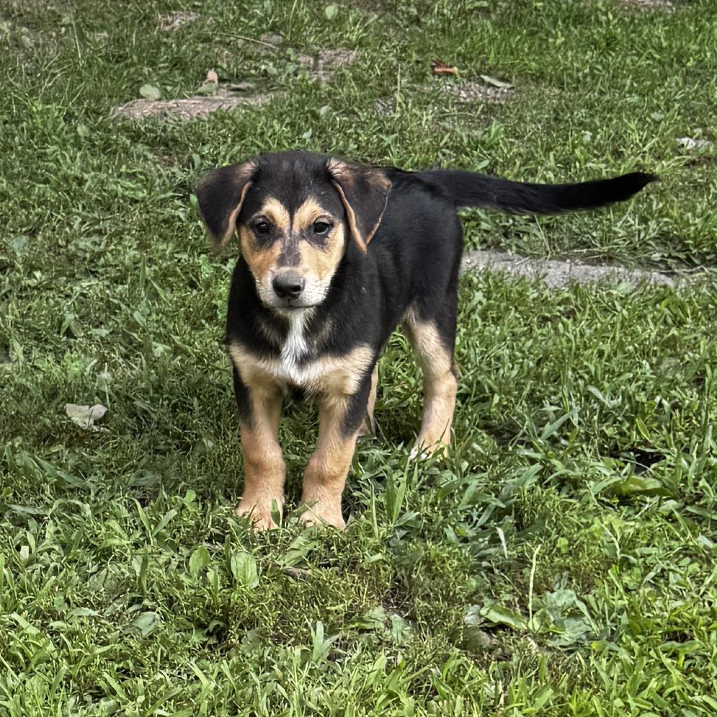 NY Joey (Foster in Mahopac NY), a Adoptable Mixed Breed in Mahopac, NY image 2/6