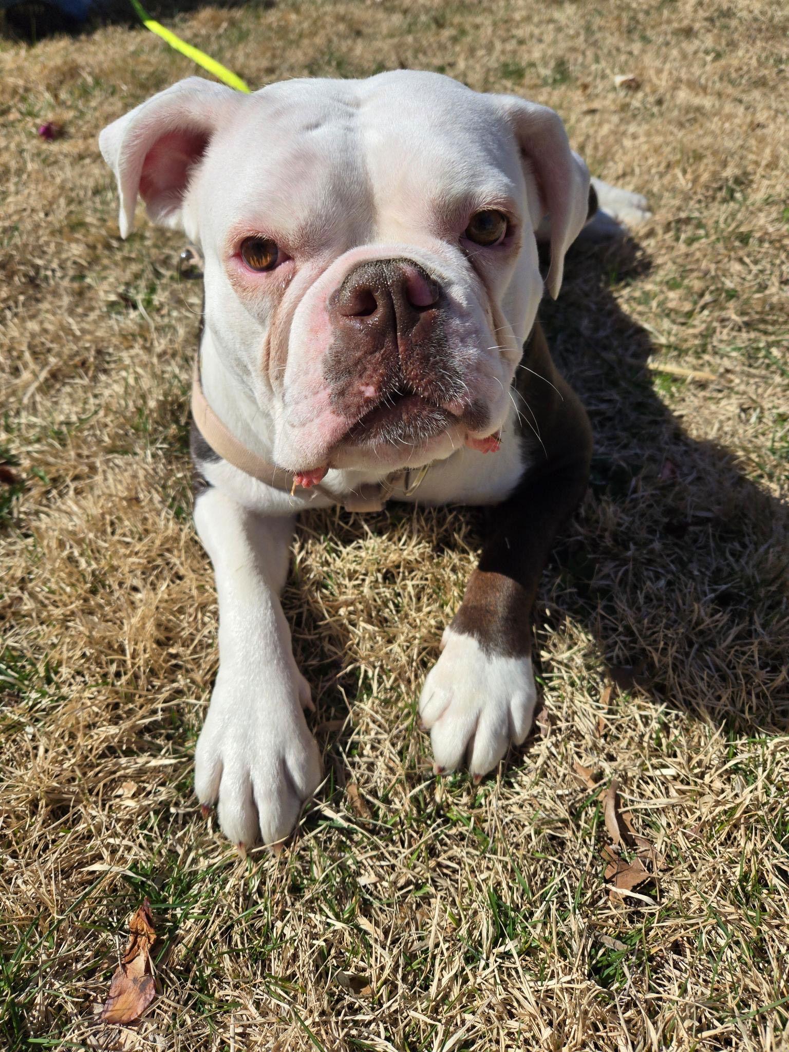Spaghetti, Adoptable, Young Female American Bulldog & English Bulldog.