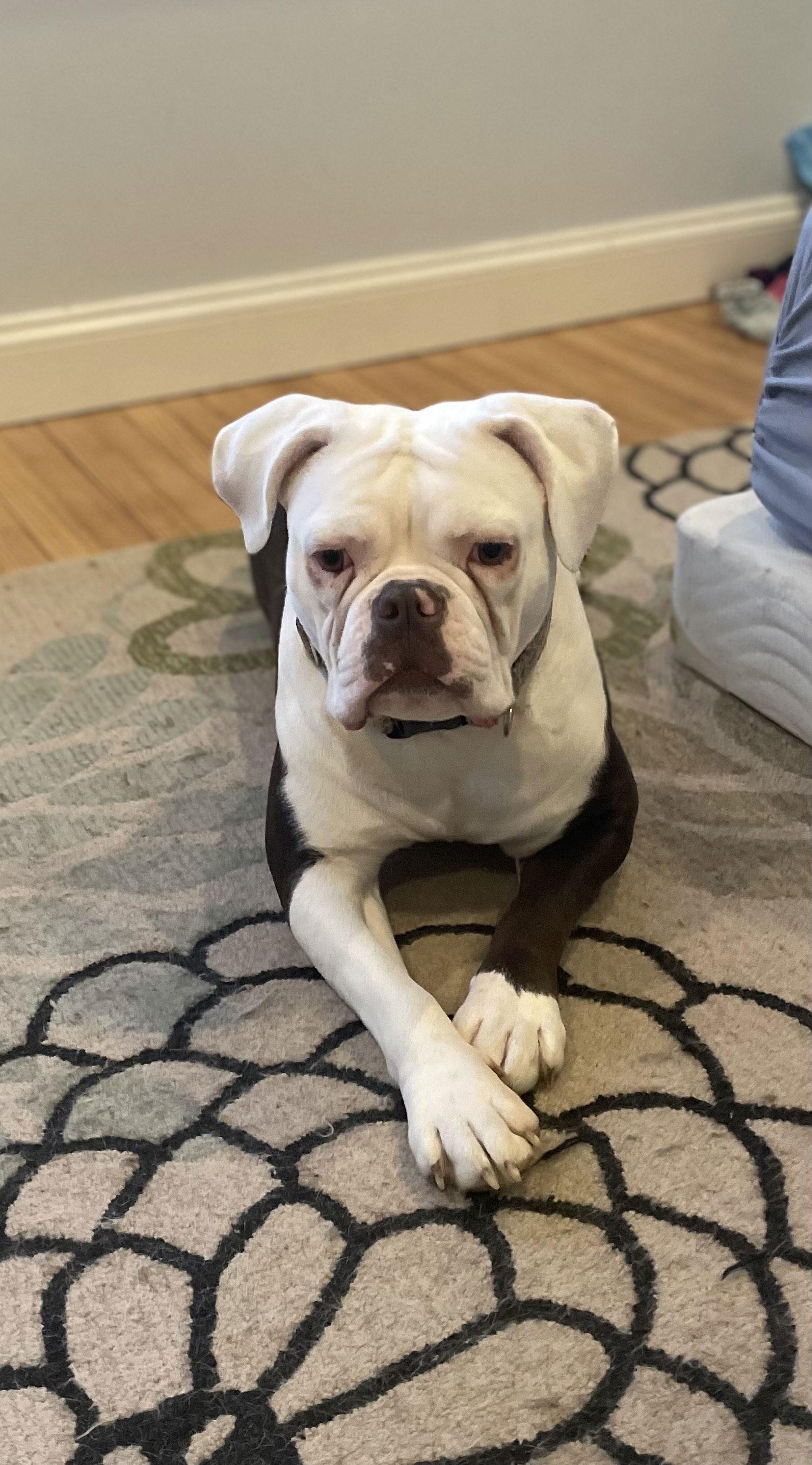 Enlarge Spaghetti, a Adoptable mixed breed in New Hope, PA image 2/3