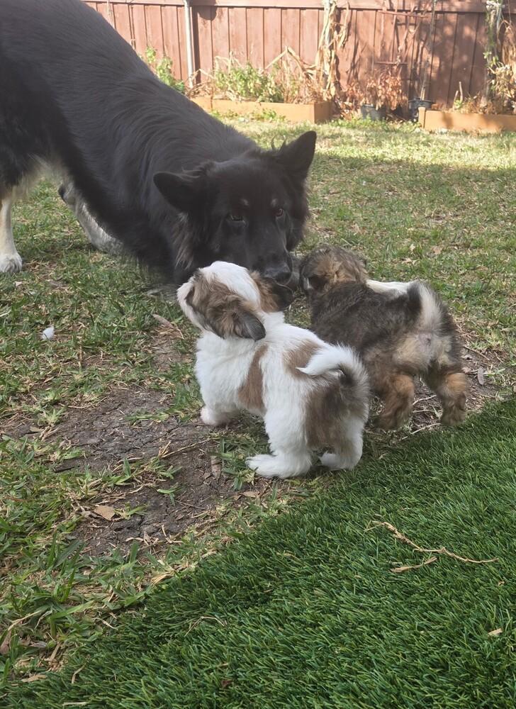 Belle, Adopted, Puppy Female Shih Tzu.