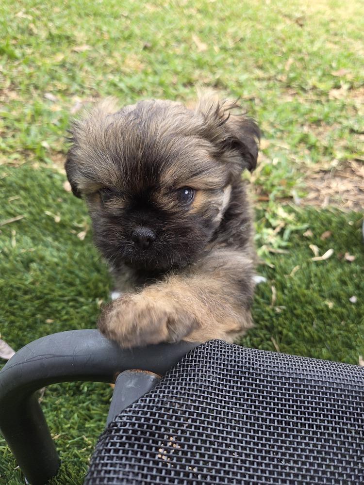 Enlarge Belle, a Adopted mixed breed in Richardson, TX image 2/4