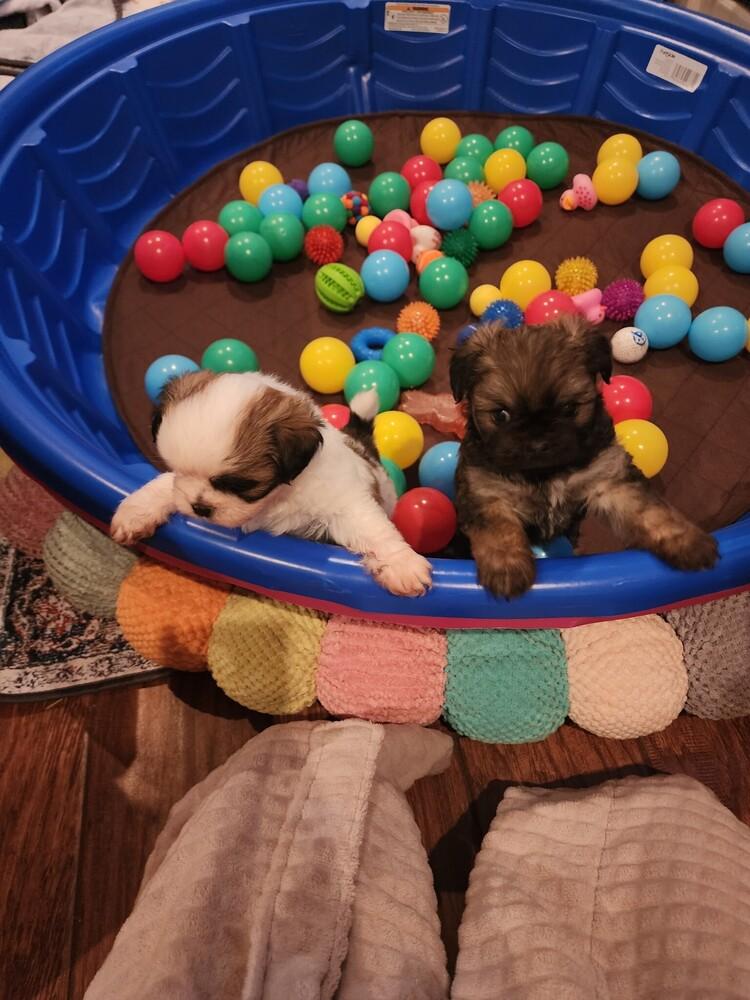 Enlarge Belle, a Adopted mixed breed in Richardson, TX image 3/4