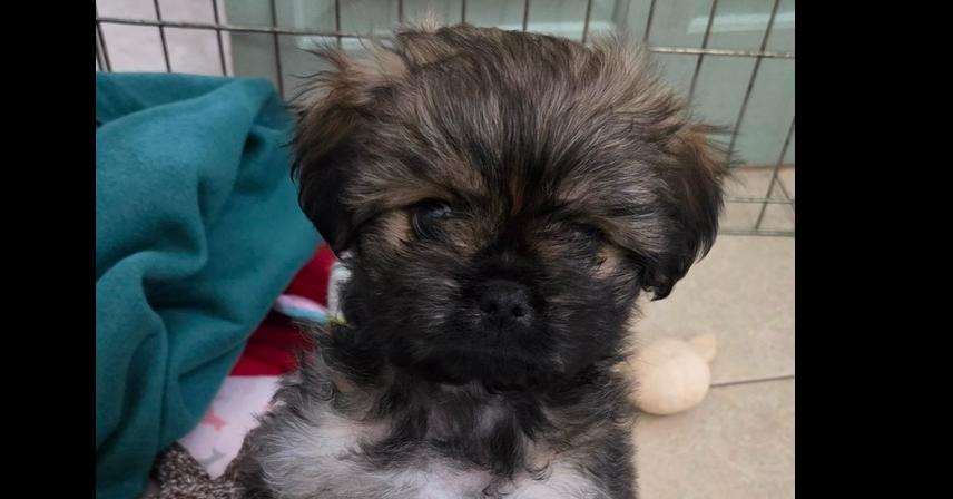 Enlarge Belle, a Adopted mixed breed in Richardson, TX image 4/4