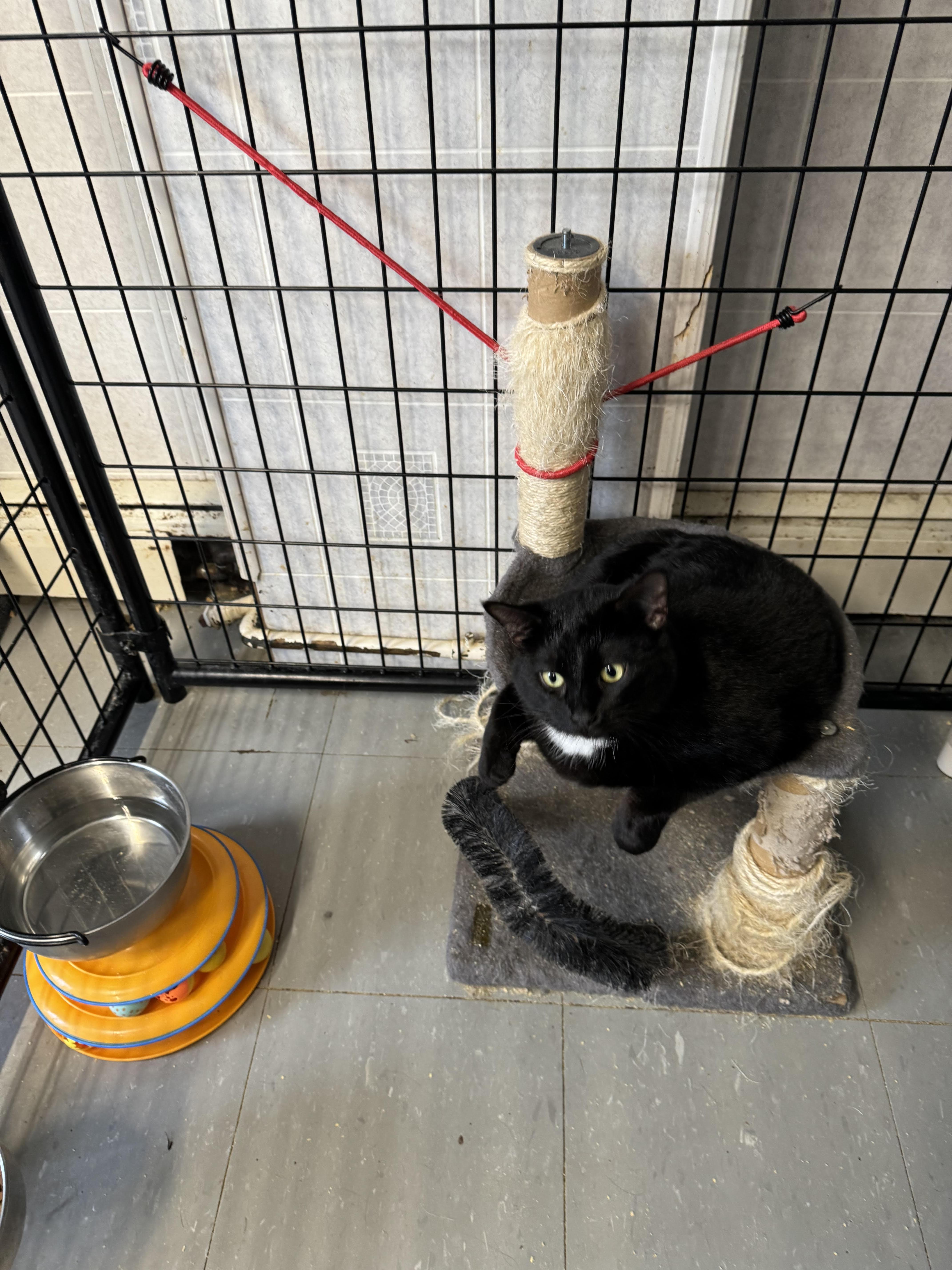 Zahara, Adult Female Domestic Short Hair