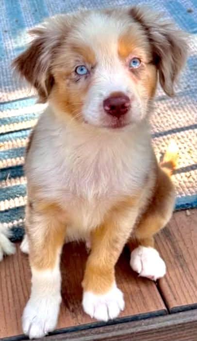 [ADOPTION PENDING] - ARPH 14700 - Chance, adoptable, Puppy Male Australian Shepherd.