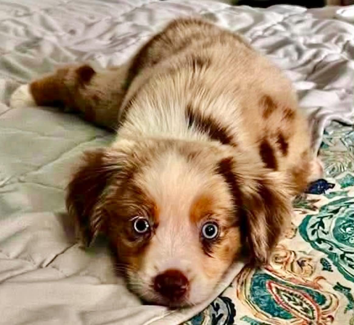 Enlarge [ADOPTION PENDING] - ARPH 14700 - Chance, an adoptable Australian Shepherd in North Richland Hills, TX image 2/3