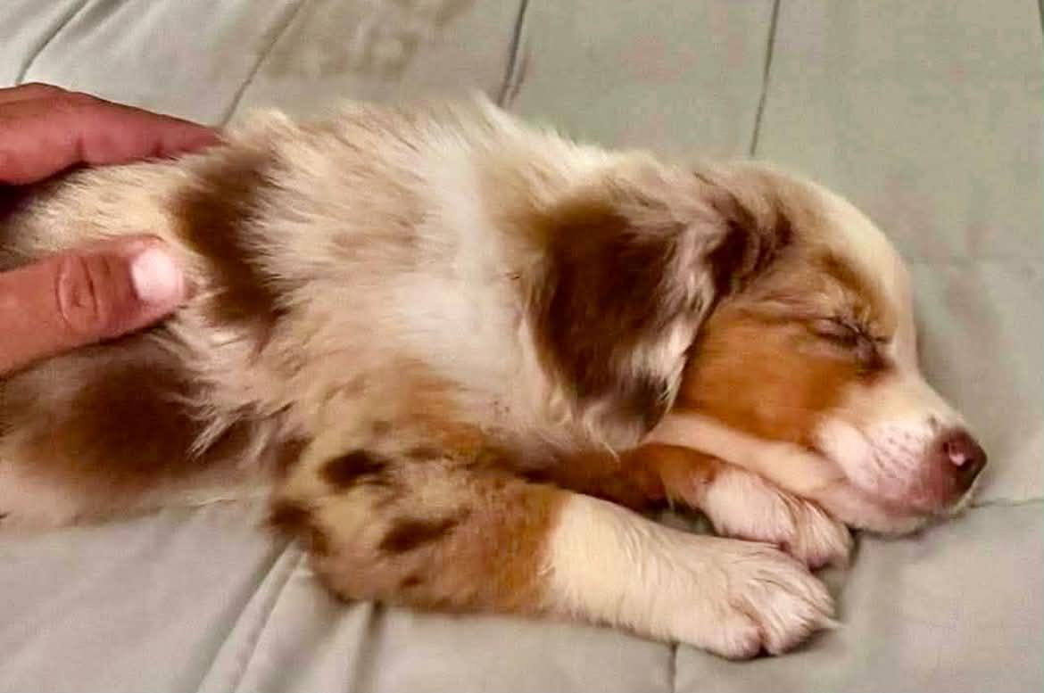 Enlarge [ADOPTION PENDING] - ARPH 14700 - Chance, an adoptable Australian Shepherd in North Richland Hills, TX image 3/3