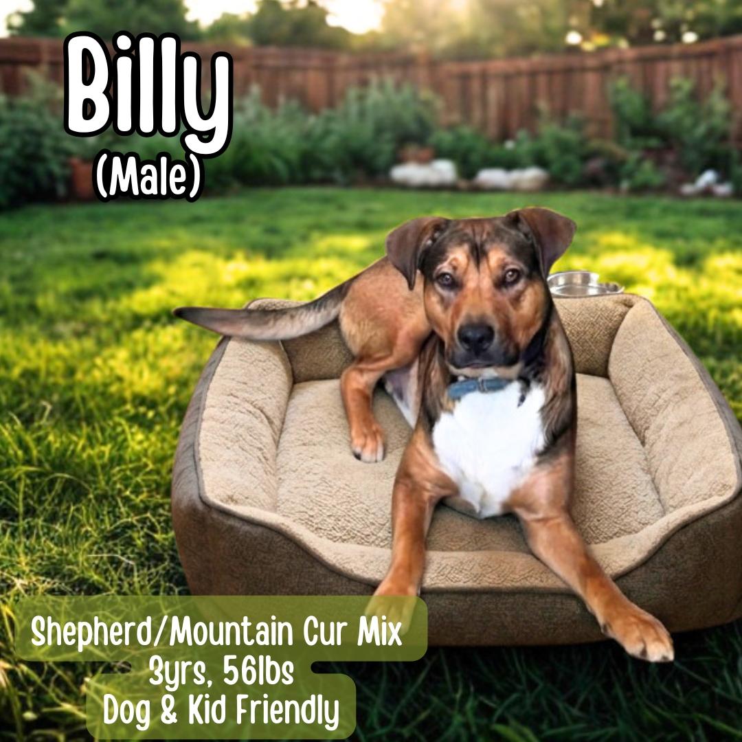 Billy, ADOPTABLE, Adult Male Shepherd & Mountain Cur.