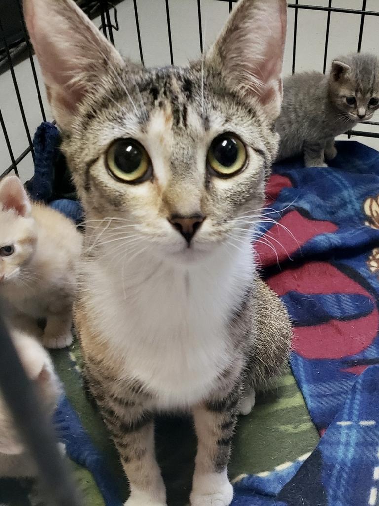 Valentina, Adoptable, Adult Female Domestic Short Hair.
