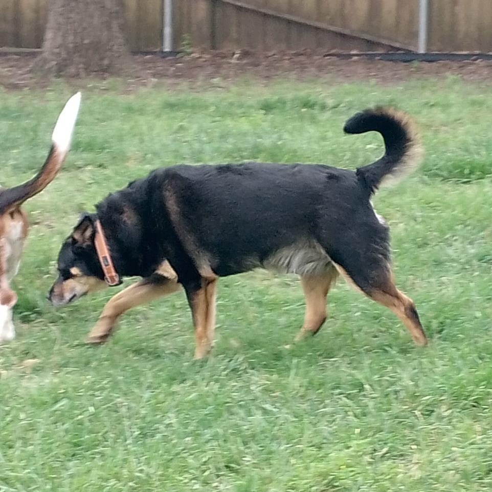 Enlarge Jasper and Kami (bonded pair), a Adoptable mixed breed in Collinsville, IL image 3/6