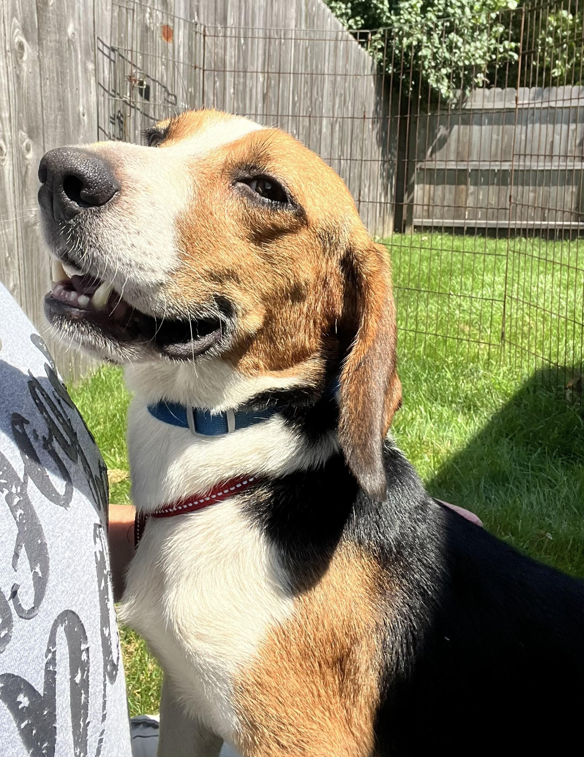 Bruno, an adopted mixed breed in Bartlett, IL image 3/5