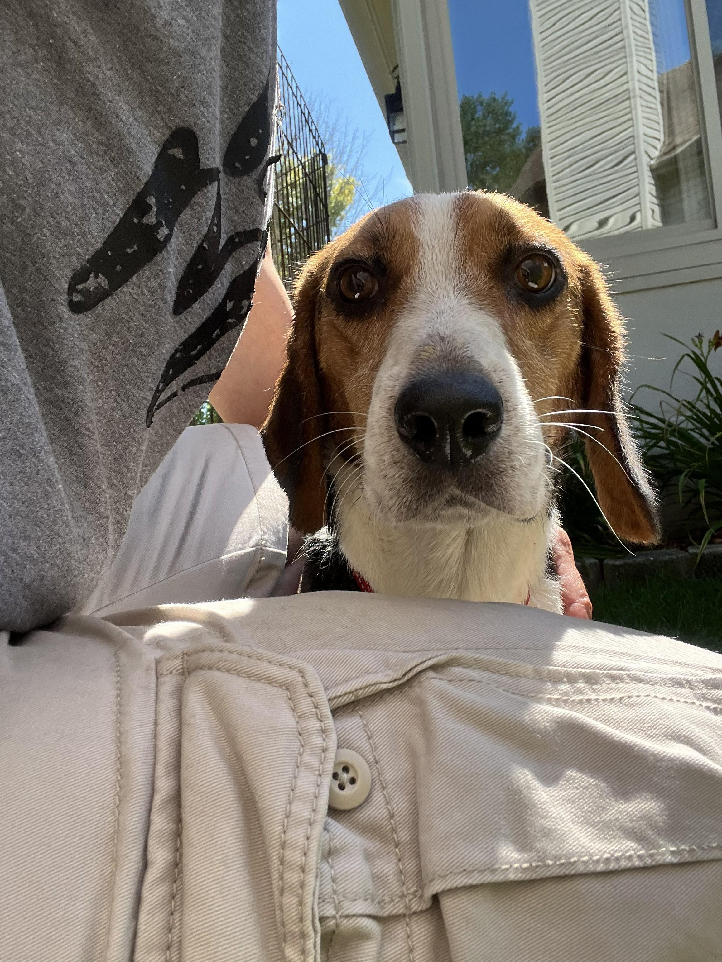 Bruno, adopted, Young Male Beagle.