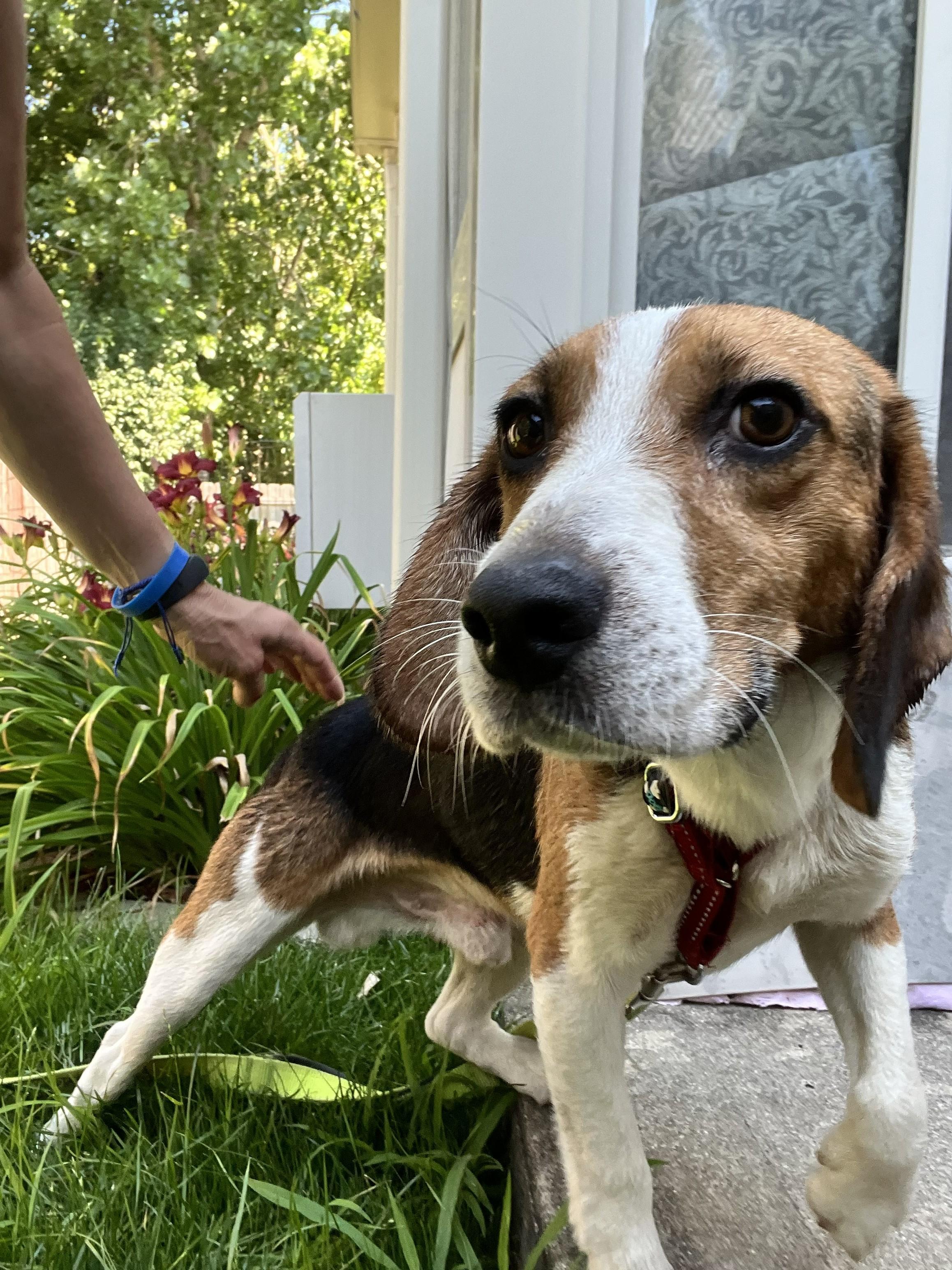 Bruno, an adopted mixed breed in Bartlett, IL image 2/5
