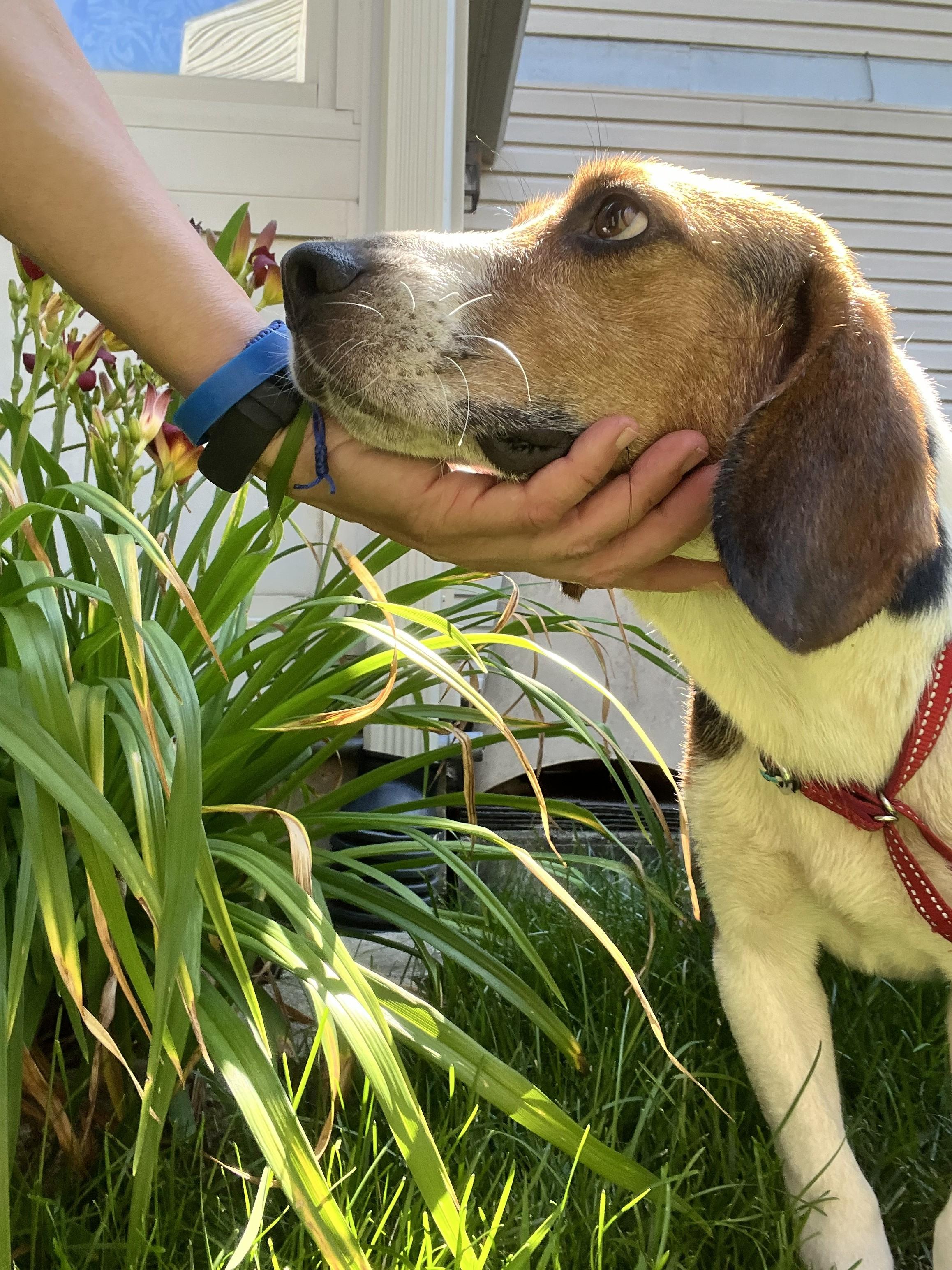 Bruno, an adopted mixed breed in Bartlett, IL image 5/5