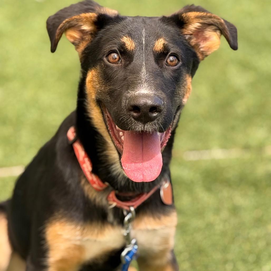 Enzo, Adoptable, Puppy Male Shepherd.