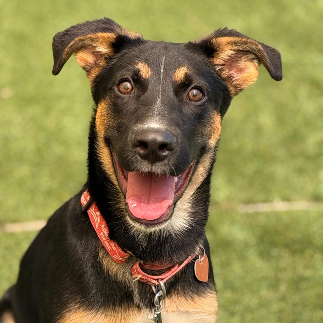 Enlarge Enzo, a Adoptable Shepherd in Durango, CO image 2/6