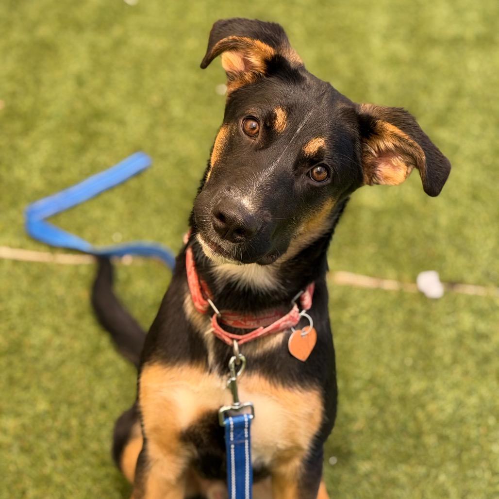Enlarge Enzo, a Adoptable Shepherd in Durango, CO image 3/6