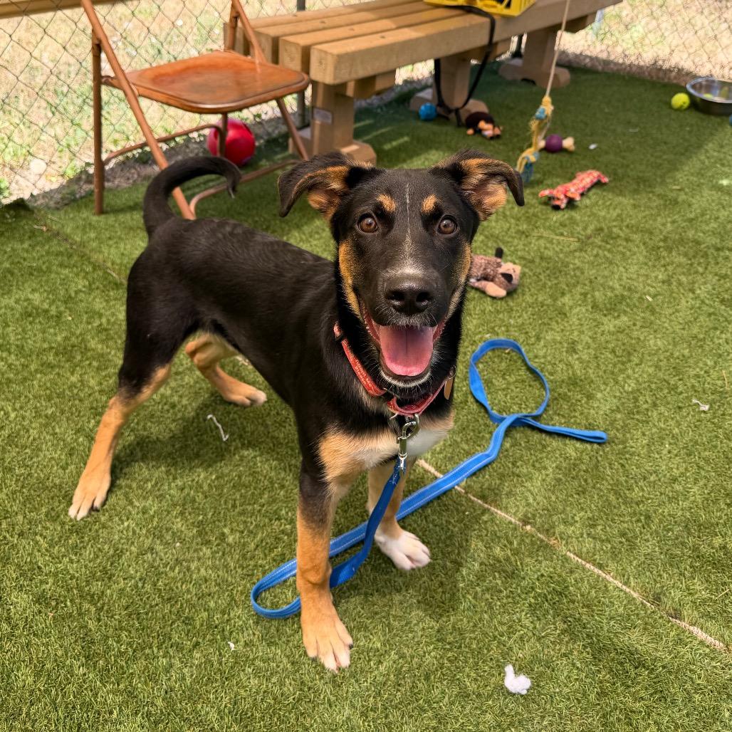 Enlarge Enzo, a Adoptable Shepherd in Durango, CO image 4/6