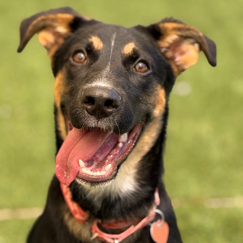 Enlarge Enzo, a Adoptable Shepherd in Durango, CO image 5/6