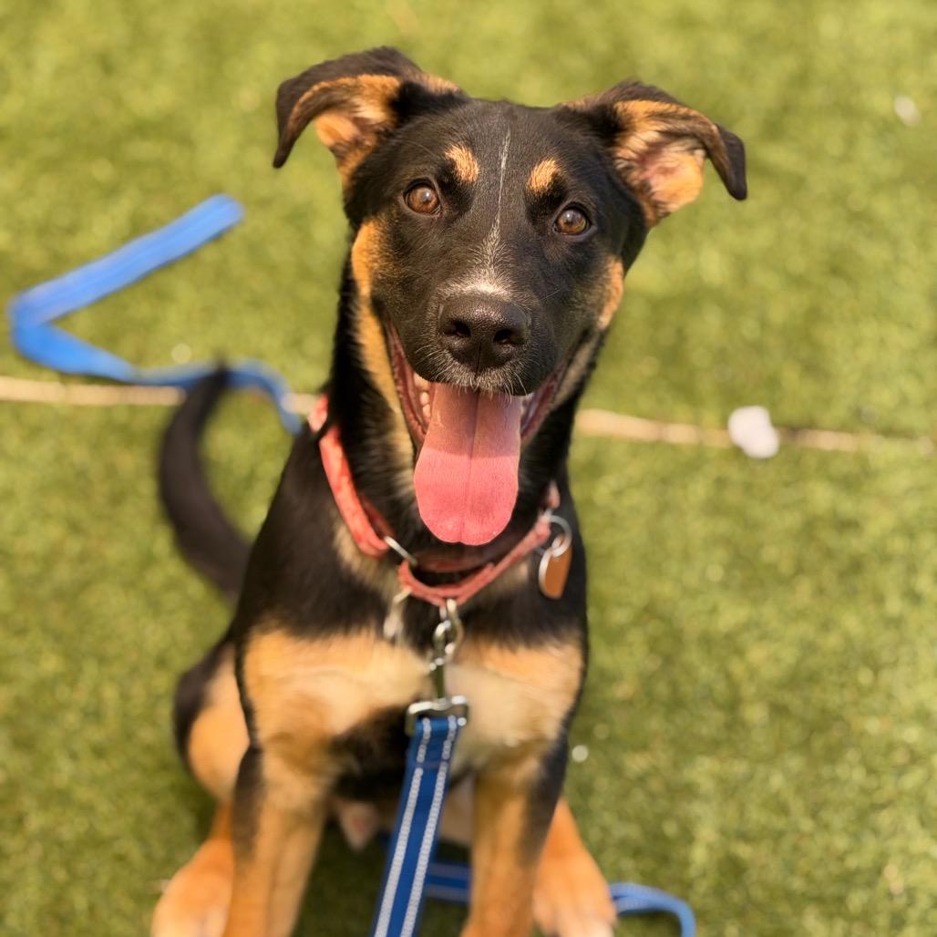 Enlarge Enzo, a Adoptable Shepherd in Durango, CO image 6/6