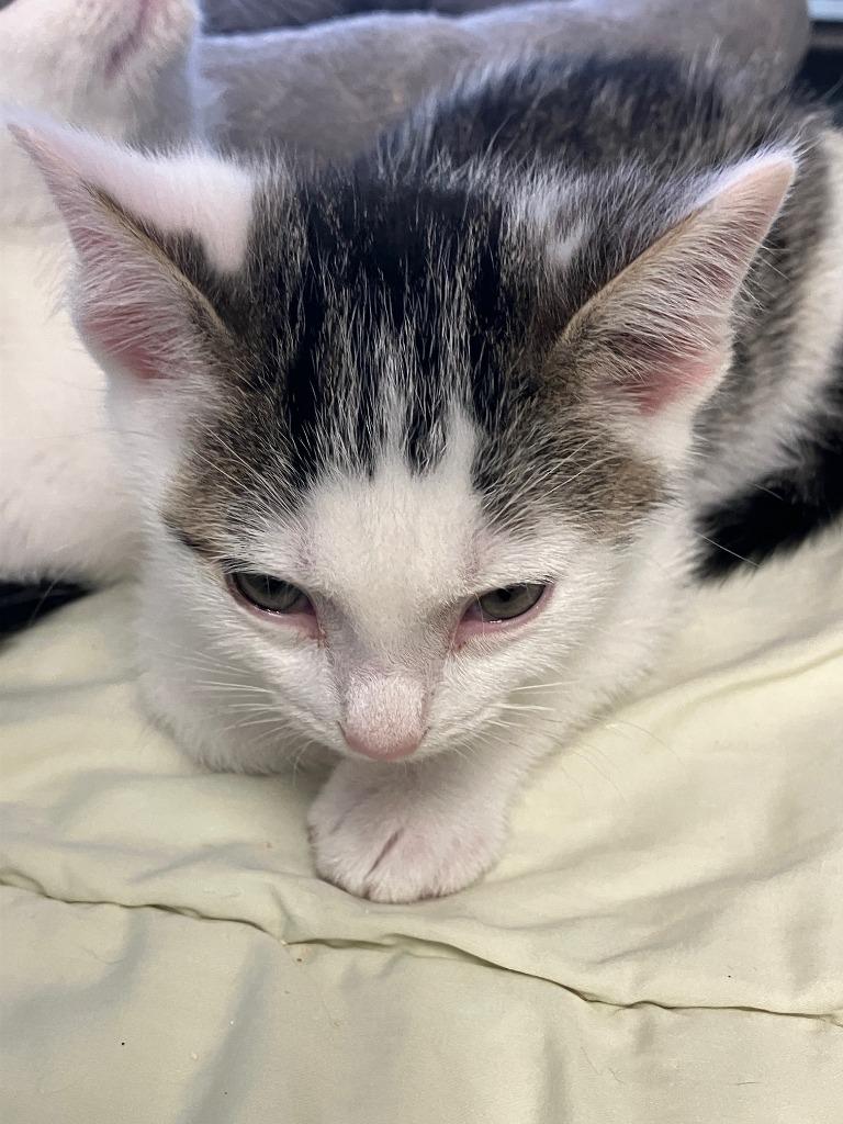 Carlos, Adoptable, Kitten Male Domestic Short Hair.