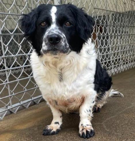 Molly, Adopted, Adult Female Spaniel & Dachshund.