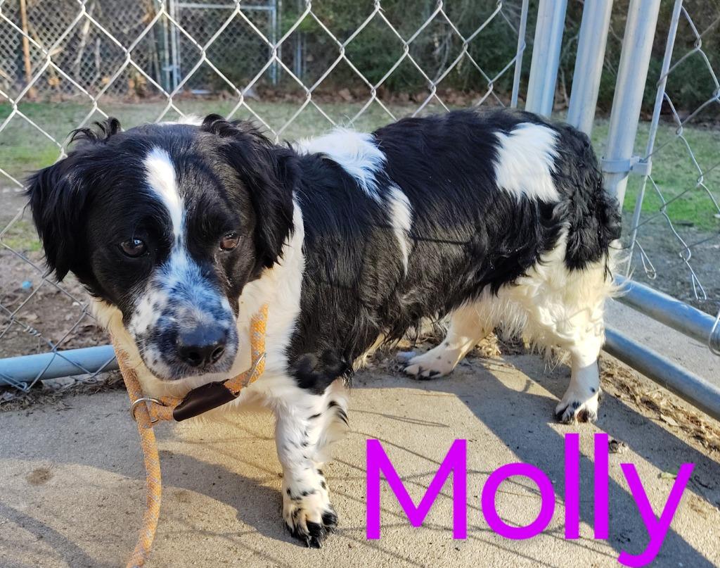 Enlarge Molly, a Adopted mixed breed in Mena, AR image 2/3