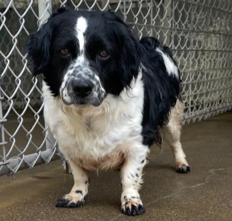 Enlarge Molly, a Adopted mixed breed in Mena, AR image 3/3