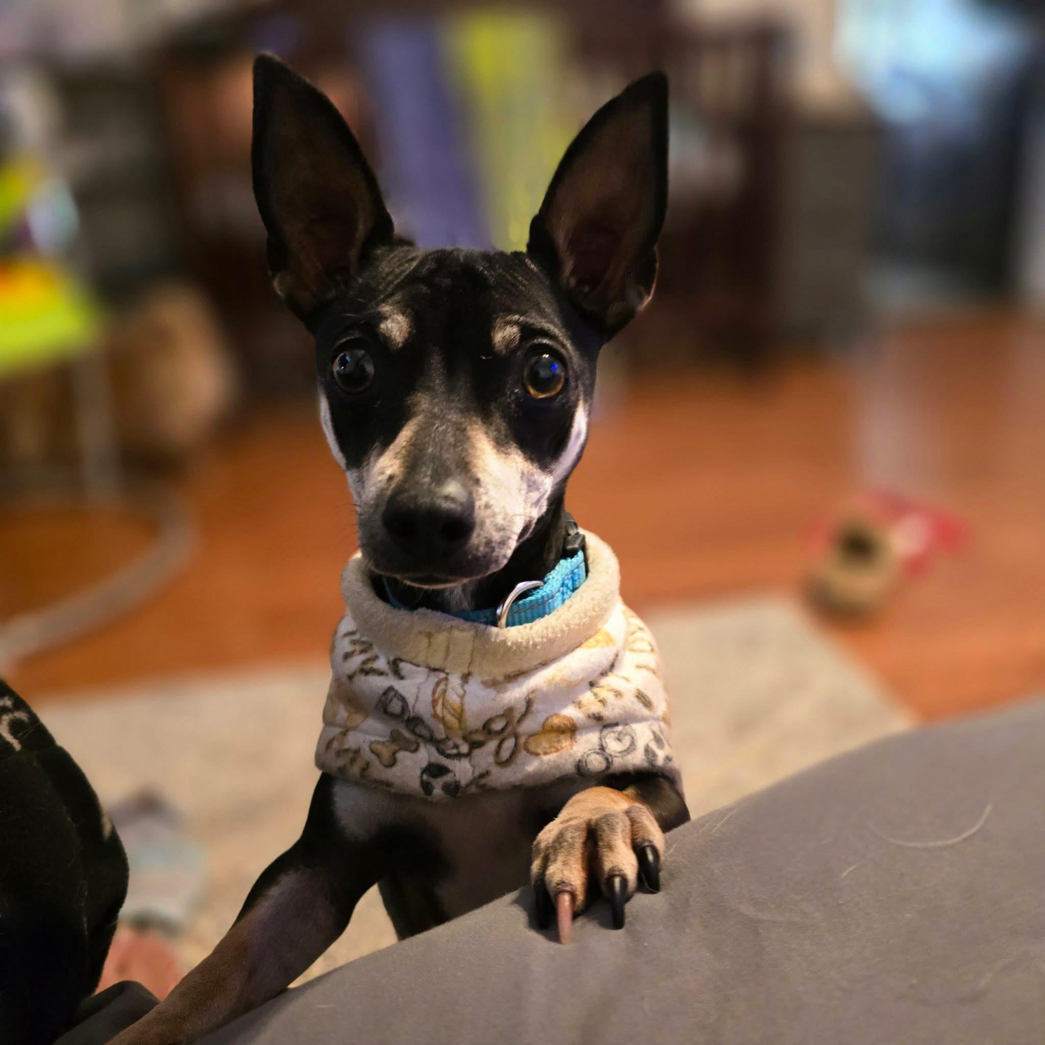 Tiny Mochi, ADOPTABLE, Adult Female Miniature Pinscher & Chihuahua.
