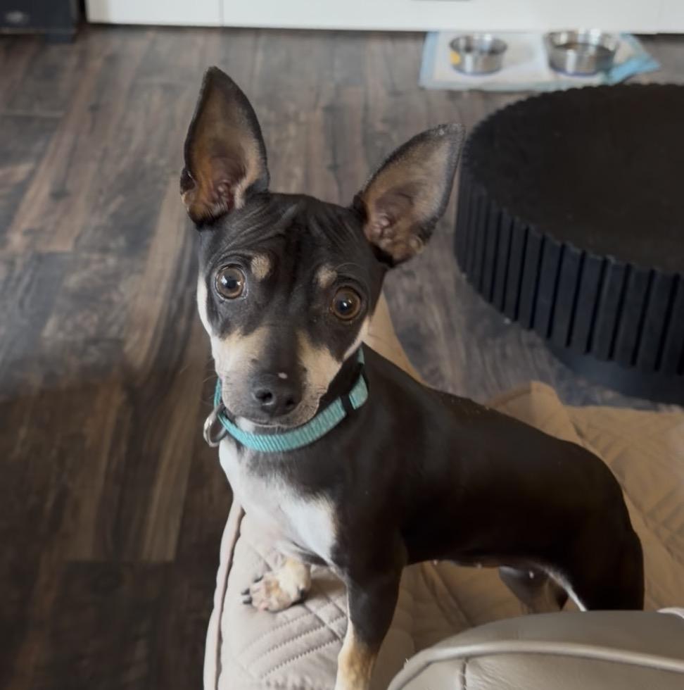 Tiny Mochi, a ADOPTABLE mixed breed in Redding, CA image 3/3