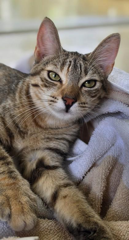 Pocahontas, Adoptable, Kitten Female Domestic Short Hair & Domestic Short Hair.