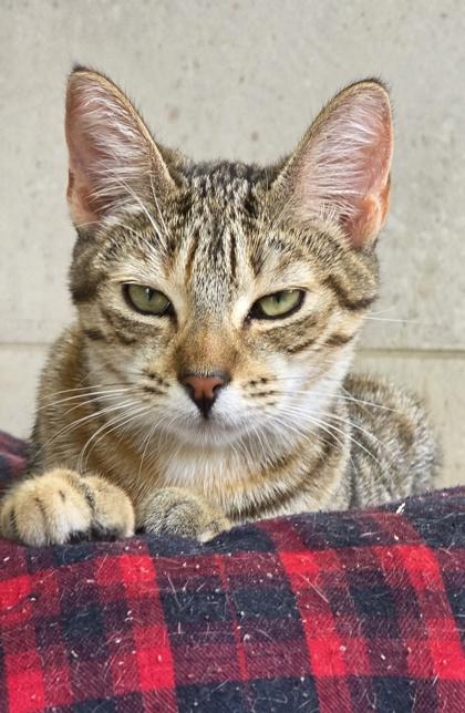 Enlarge Pocahontas, a Adoptable mixed breed in Honolulu, HI image 2/2