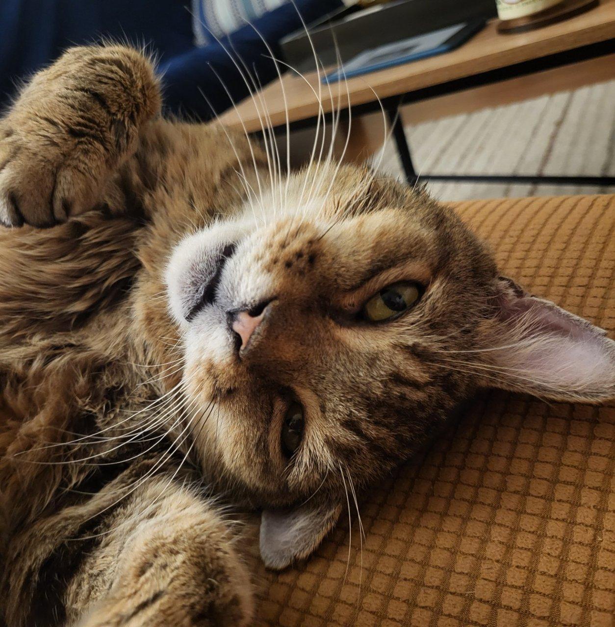 Wily, Adoptable, Senior Male Domestic Short Hair.