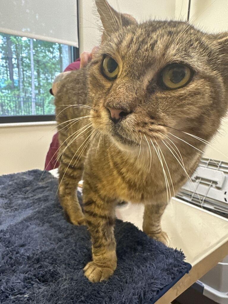 Enlarge Wily, a Adoptable Domestic Short Hair in Raleigh, NC image 2/4