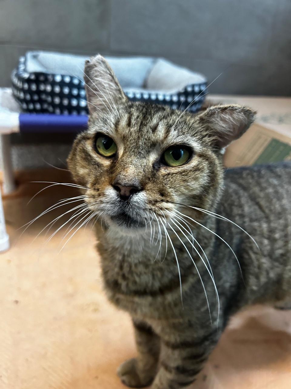 Enlarge Wily, a Adoptable Domestic Short Hair in Raleigh, NC image 3/4