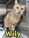 Enlarge Wily, a Adoptable Domestic Short Hair in Raleigh, NC image 4/4