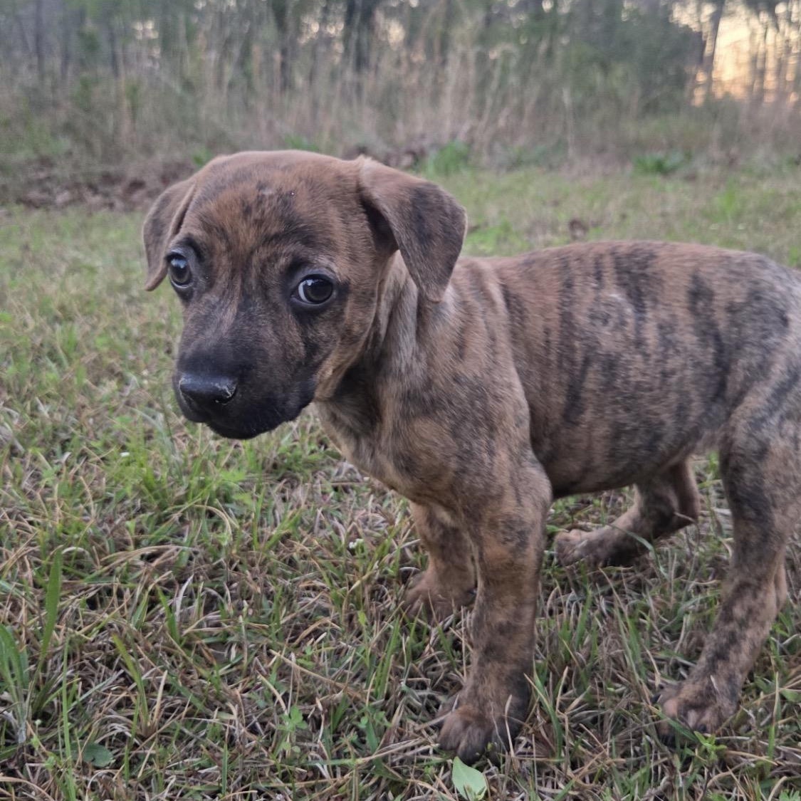 Enlarge Bitty, a ADOPTABLE mixed breed in Warrior, AL image 2/4