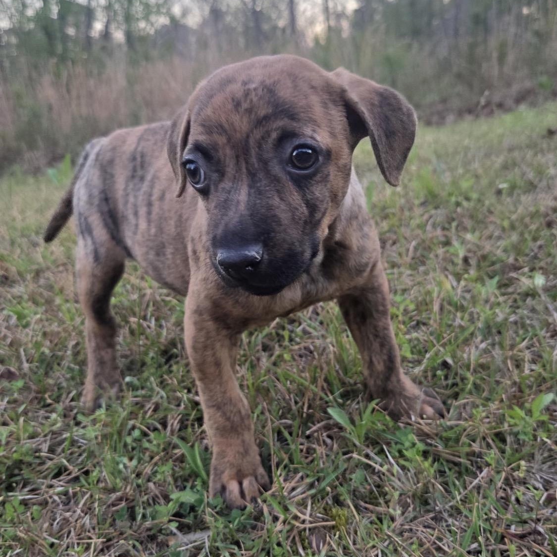 Bitty, ADOPTABLE, Puppy Female Bulldog & Boxer.