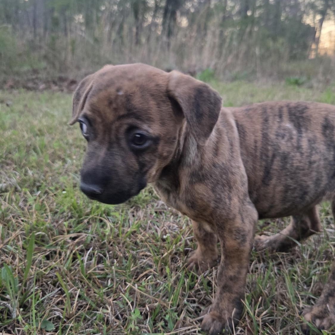 Enlarge Bitty, a ADOPTABLE mixed breed in Warrior, AL image 4/4
