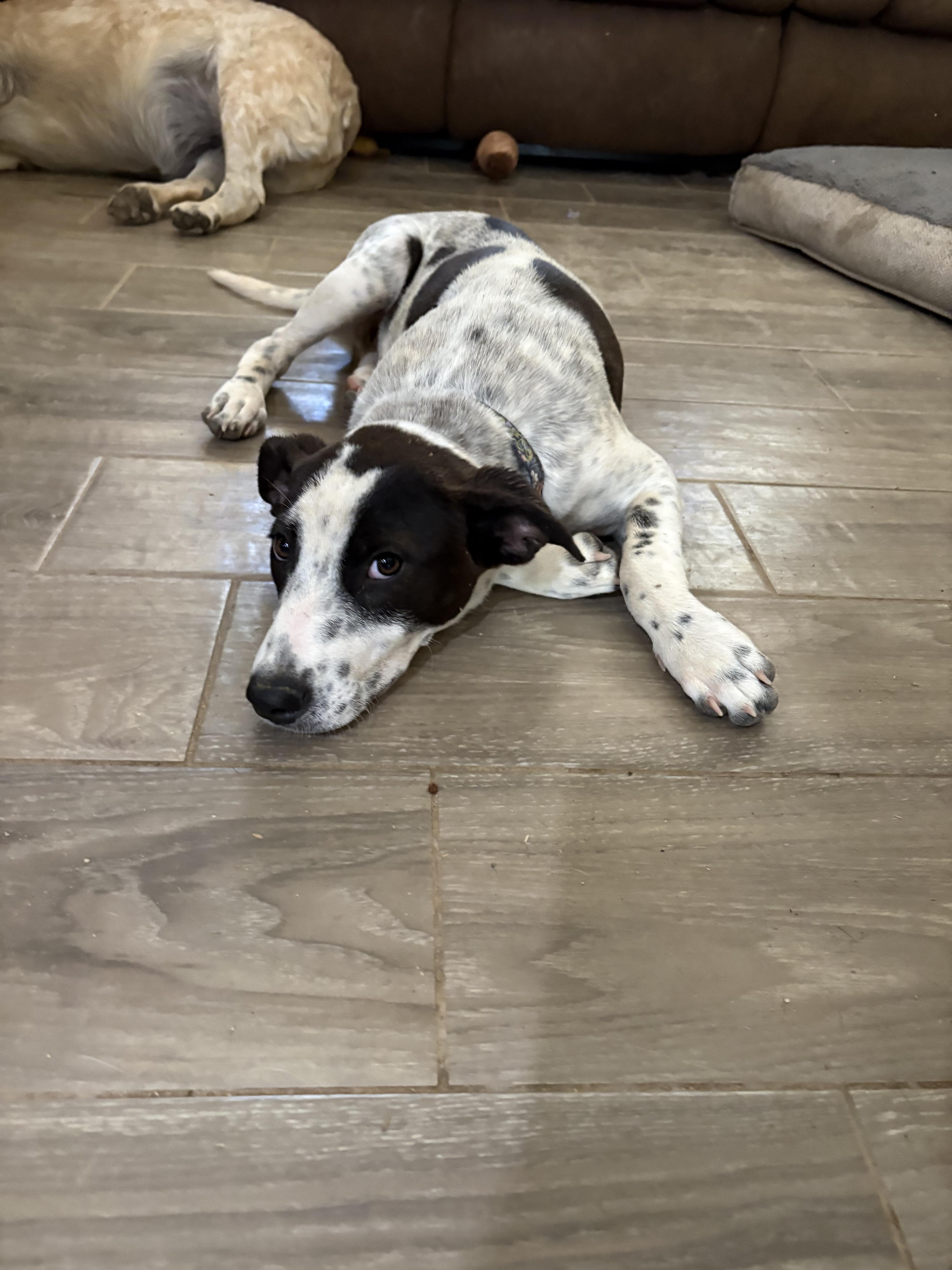 Enlarge Lucy, a Adoptable German Shorthaired Pointer in Tucson, AZ image 1/2