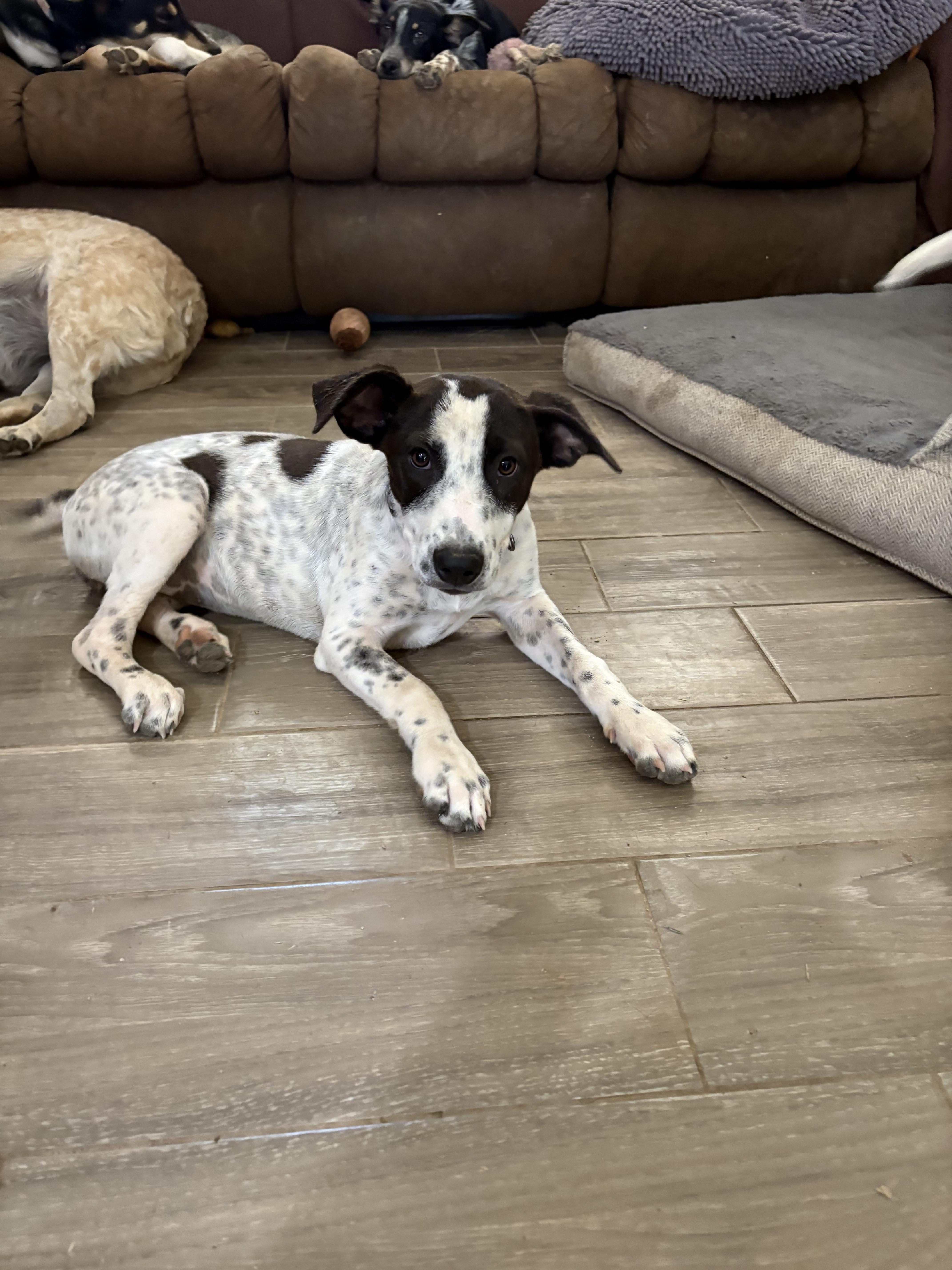 Enlarge Lucy, a Adoptable German Shorthaired Pointer in Tucson, AZ image 2/2