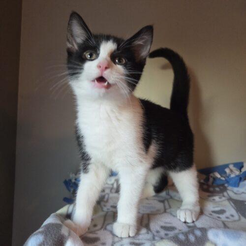 Chop, Adoptable, Kitten Male Domestic Short Hair.