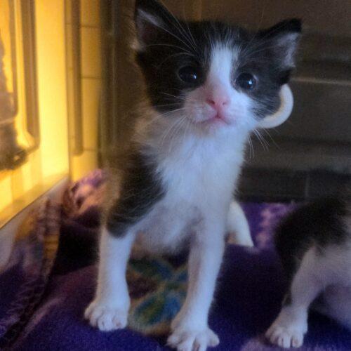 Enlarge Chop, a Adoptable Domestic Short Hair in Canal Winchester, OH image 4/6