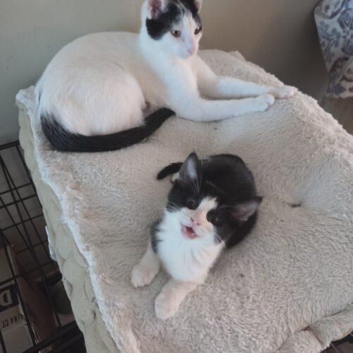 Enlarge Chop, a Adoptable Domestic Short Hair in Canal Winchester, OH image 6/6