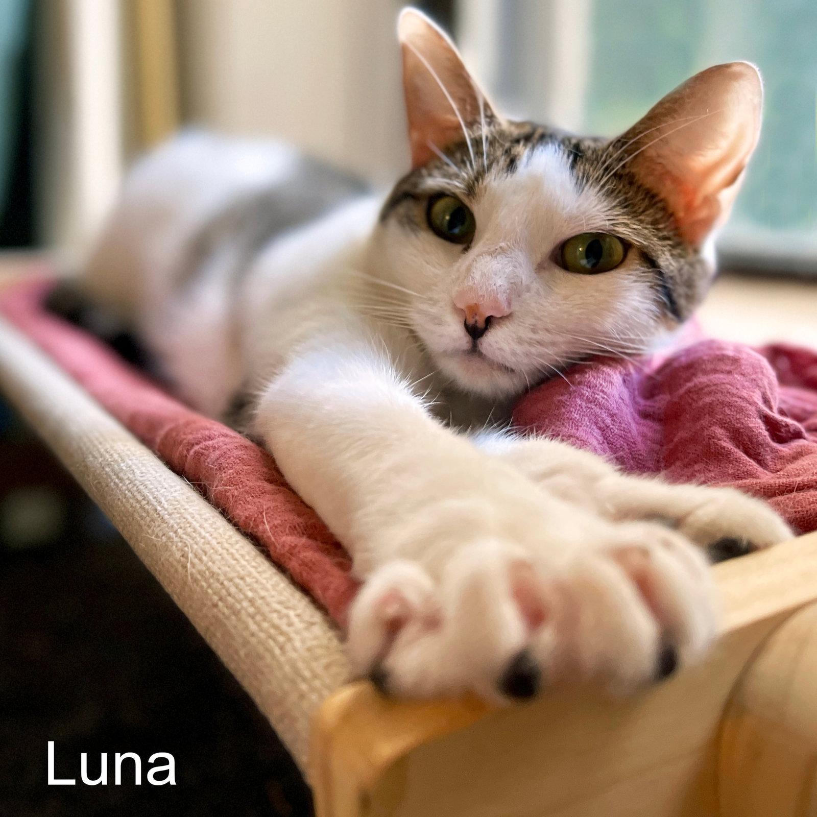 Josie & Luna, Adoptable, Young Female Domestic Short Hair.