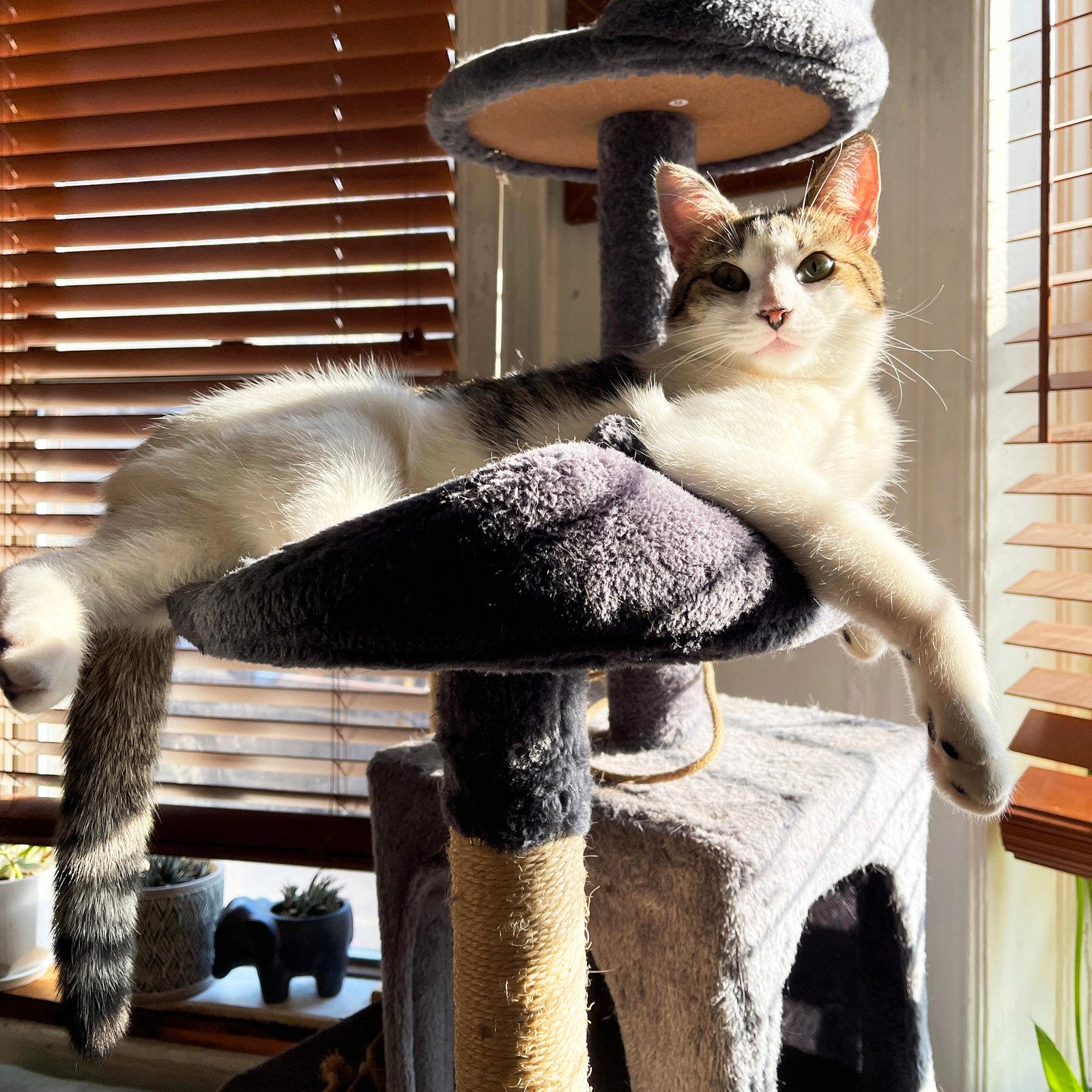 Enlarge Josie & Luna, a Adoptable Domestic Short Hair in Brooklyn, NY image 2/3
