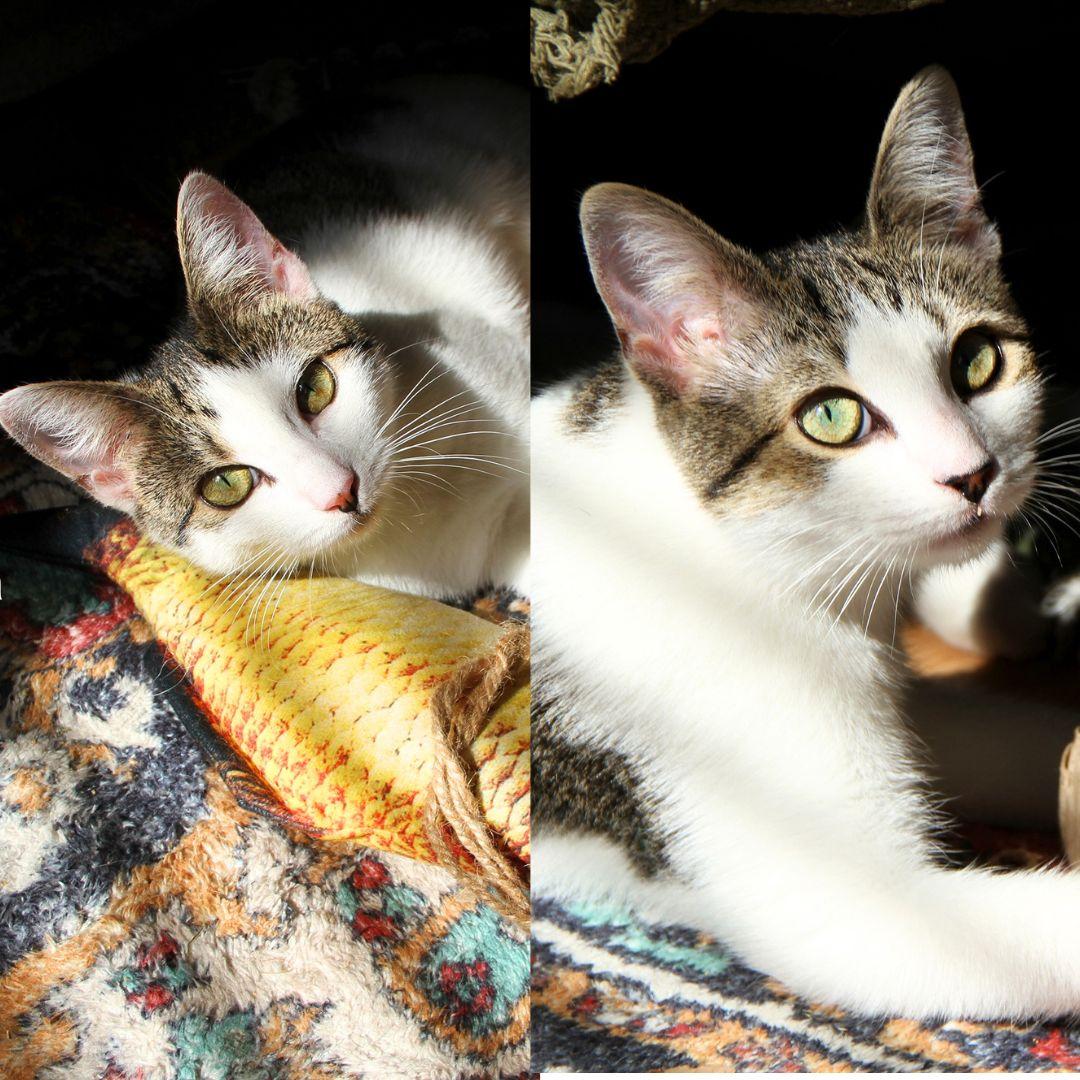 Enlarge Josie & Luna, a Adoptable Domestic Short Hair in Brooklyn, NY image 3/3