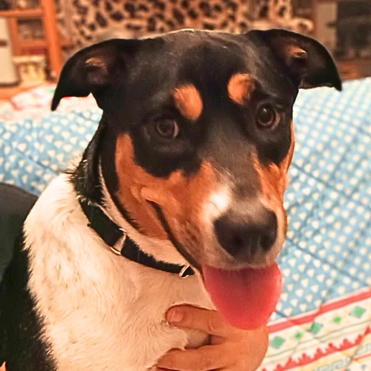 Enlarge Gypsy, a Adoptable mixed breed in Chatham, NJ image 2/5