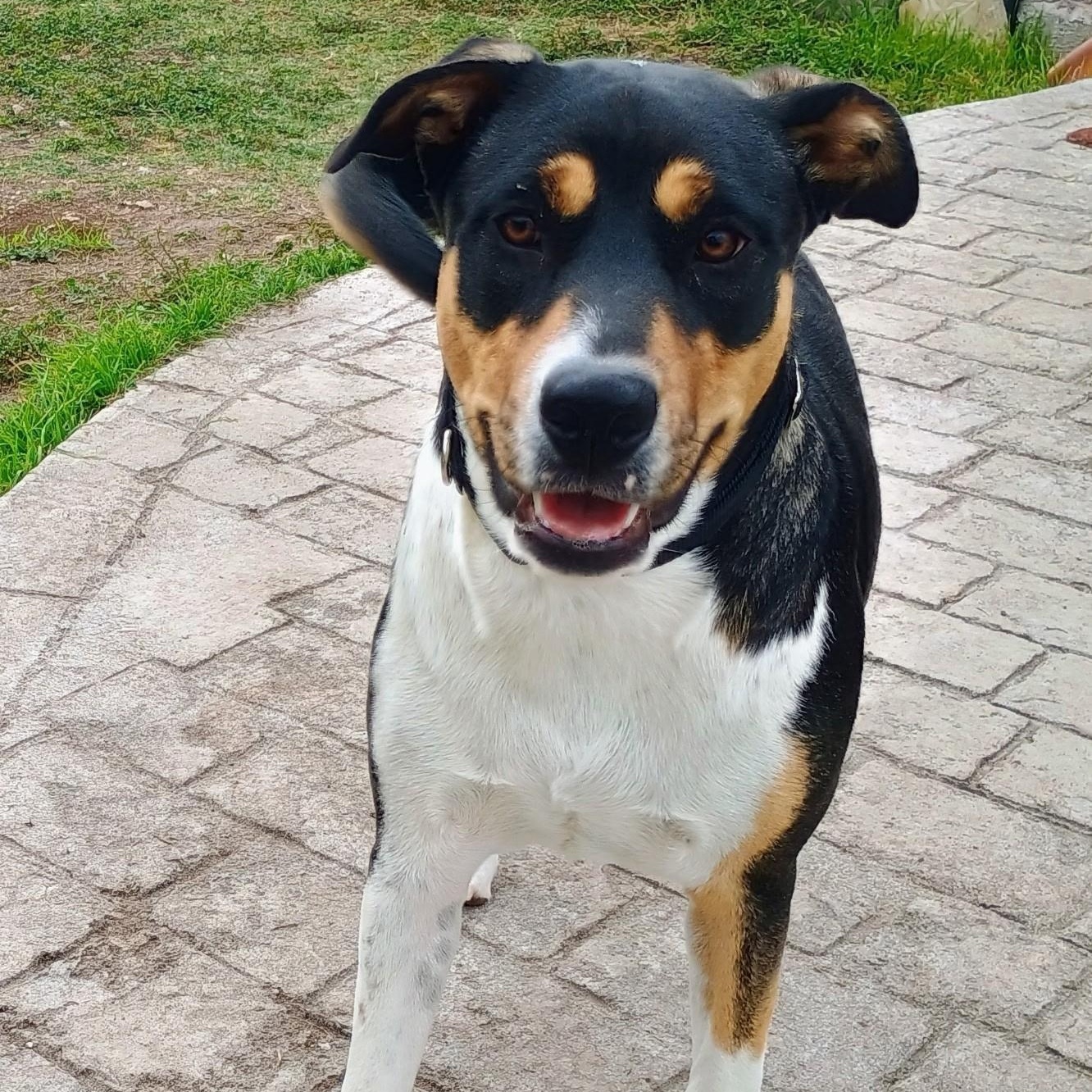 Enlarge Gypsy, a Adoptable mixed breed in Chatham, NJ image 3/5